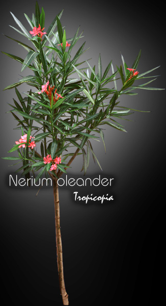 Flower - Nerium oleander - Oleander, Rose bay